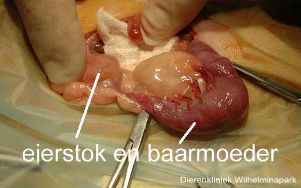 Sterilisatie cavia: de baarmoeder en de eierstok van 1 kant ligt buiten de buikholte
